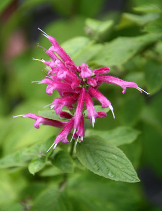 Salvia involucrata 'Pink Icicles'