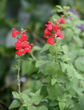 Salvia 'Josh'