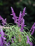 Salvia leucantha 'Mexican Sage'