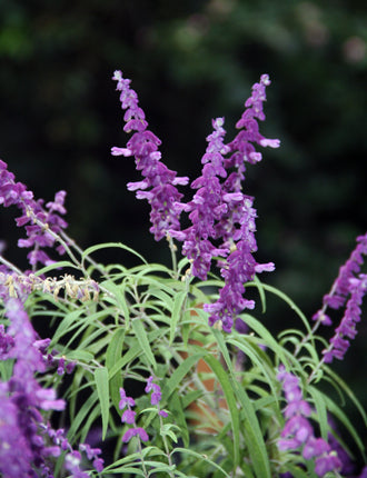 Salvia leucantha 'Mexican Sage'