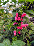Salvia oxyphora