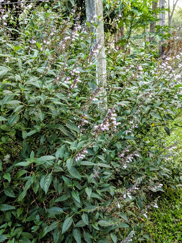 Salvia waverley