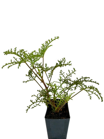 Scented Geranium African Spice
