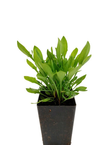 Sorrel - Sheep Sorrel