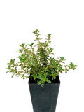 Thyme - Silver Posie Thyme