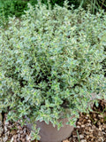 Thyme - Silver Posie Thyme