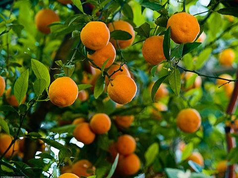 Fruit Trees