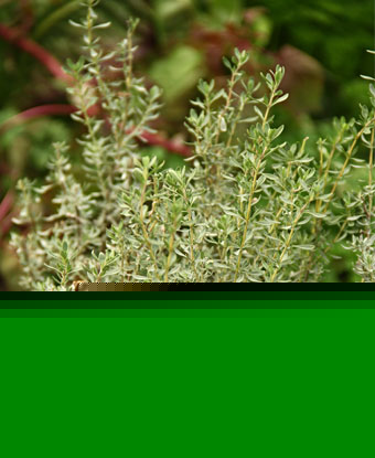Thyme - Spanish Wood Thyme