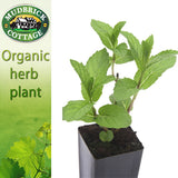Mint - Spearmint