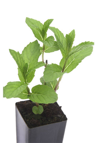 Mint - Spearmint