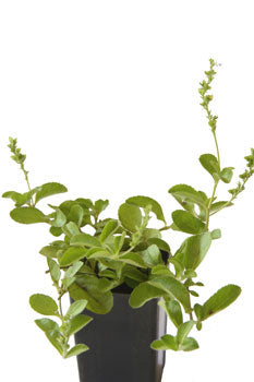 Speedwell