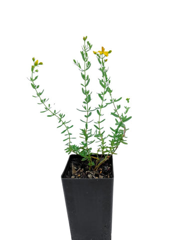 St John's Wort
