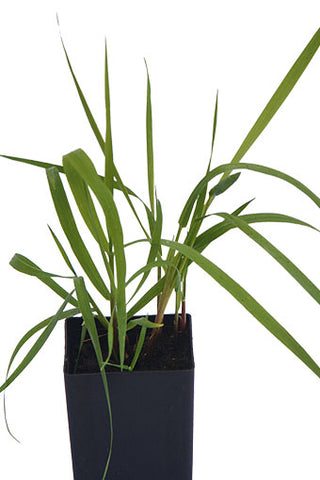 Sweet Grass