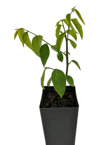 Sweet Leaf