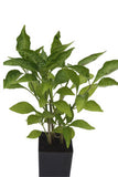Chilli Tabasco