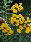 Tansy