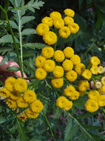 Tansy