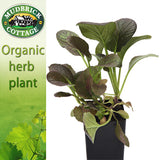 Asian Greens - Tatsoi Purple