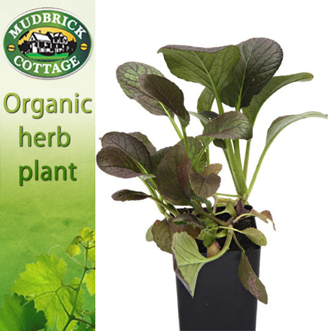 Asian Greens - Tatsoi Purple