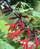 Salvia gesneriiflora 'Tequila'