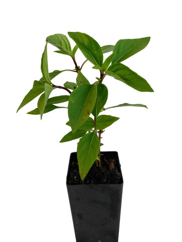 thai basil herb plant