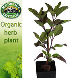 Basil - Thai Holy Basil