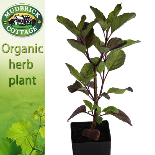 Basil - Thai Holy Basil