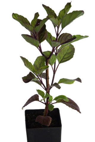 Basil - Thai Holy Basil