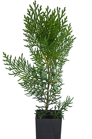 Thuja