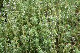 Thyme - Common Thyme