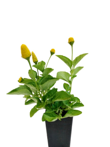 Toothache Plant