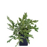 Mugwort - Tree