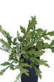 Mugwort - Tree