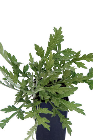 Mugwort - Tree