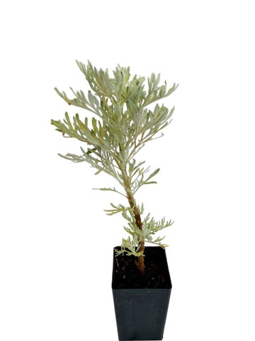 Wormwood Tree