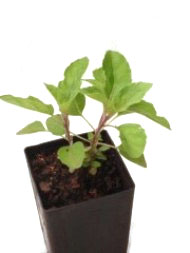 Basil - Tulsi Krishna Basil