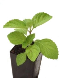 Basil - Tulsi Vana Basil