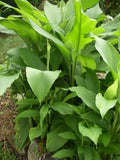 Turmeric