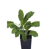 Kale - Black Toscana Kale