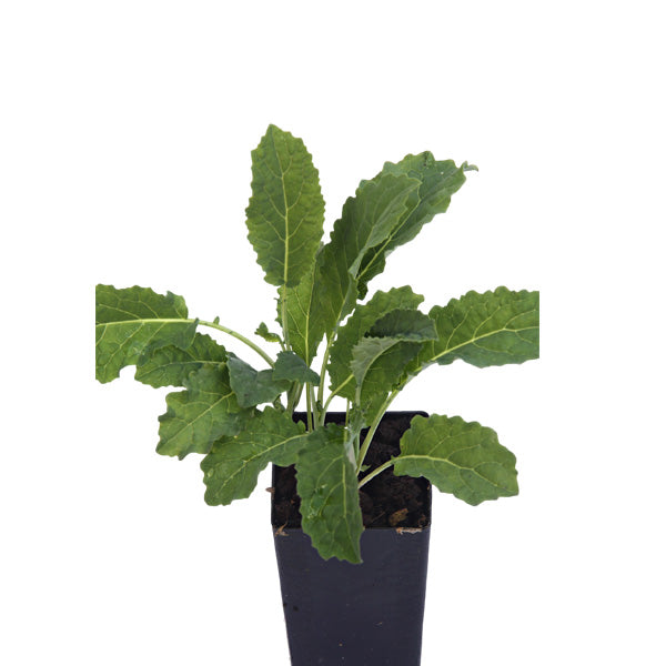 Kale - Black Toscana Kale