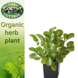 Upland Cress