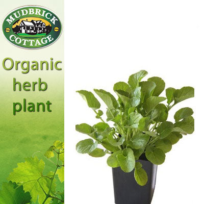 Upland Cress