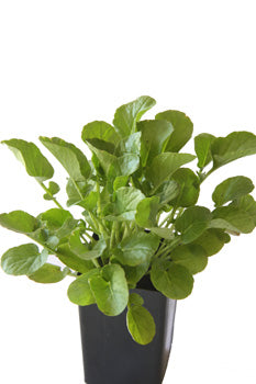 Upland Cress