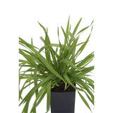 Vanilla Grass
