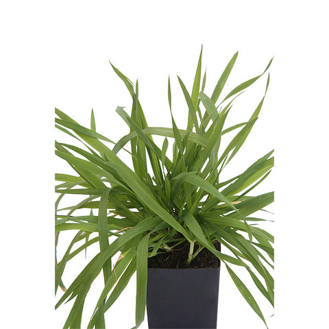 Vanilla Grass