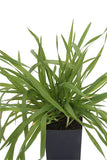 Vanilla Grass