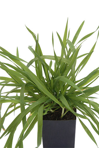 Vanilla Grass