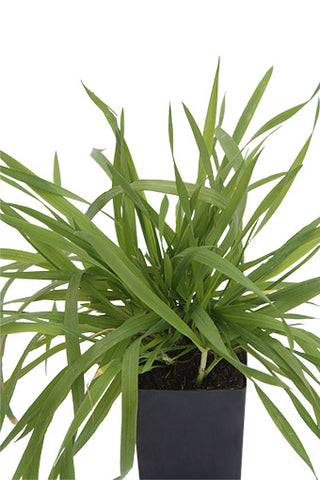 Vanilla Grass