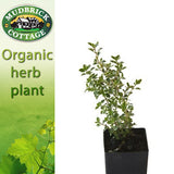 Thyme - Variegated Lemon Thyme
