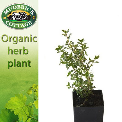 Thyme - Variegated Lemon Thyme